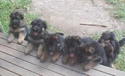 Kingland Puppies