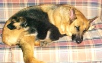Aust Ch Kingland Intrigue and pup