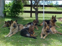 Kingland Dogs